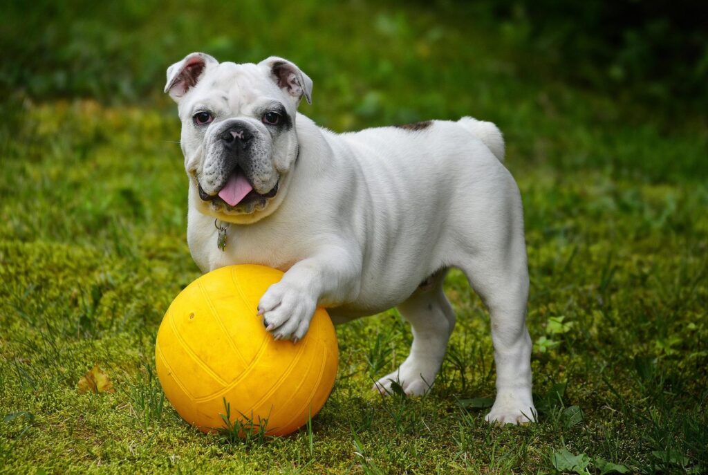 Dog playing with a ball 